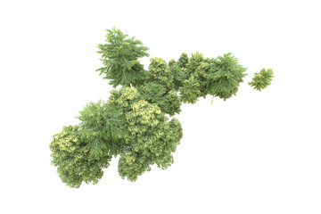 Fototapeta premium Realistic forest isolated on transparent background. 3d rendering - illustration