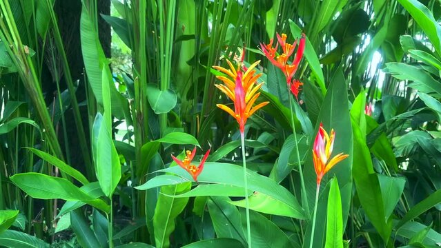 Orange Heliconia Flower. Orange Tropical Flowers. Tropical flowers.