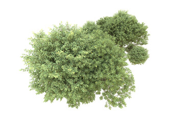 Realistic forest isolated on transparent background. 3d rendering - illustration