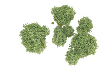 Realistic forest isolated on transparent background. 3d rendering - illustration