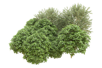 Obraz premium Realistic forest isolated on transparent background. 3d rendering - illustration