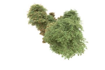 Realistic forest isolated on transparent background. 3d rendering - illustration