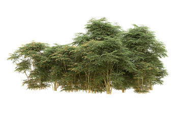 Fototapeta premium Realistic forest isolated on transparent background. 3d rendering - illustration