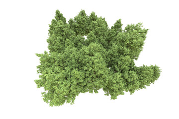 Realistic forest isolated on transparent background. 3d rendering - illustration