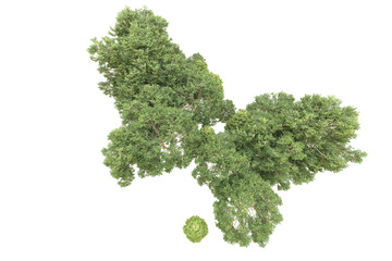 Fototapeta premium Realistic forest isolated on transparent background. 3d rendering - illustration