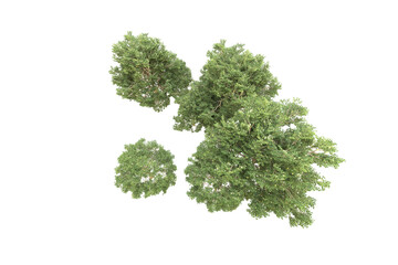 Realistic forest isolated on transparent background. 3d rendering - illustration