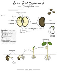 Glycine max soy bean dicotyledon structure, function and development