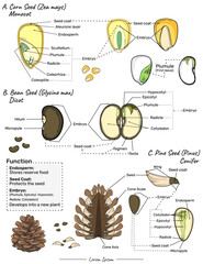 Monocot, dicot and conifer seed.