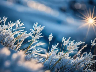 Fotobehang macro photo of frost on plant © i-element
