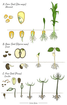Seeds structures and development of pine pinus,corn zea mays, soybean glycine max template.