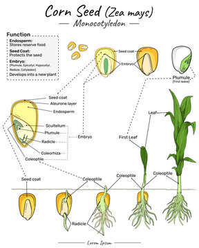 Zea mays corn seed monocotyledon structure, function and development