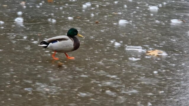 Canard marche sur la glace d'un &eacute;tang gel&eacute; en hiver, 59,94fps sans ralenti 