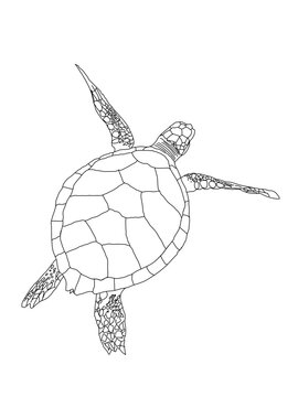 turtle isolated on white background