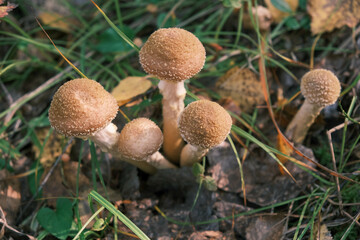 group of mushrooms close-up in the forest