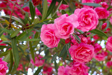 Close-up on pure pink, fully double flowers of Nerium oleander on bokeh background (Algarve, Portugal)