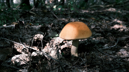 edible mushroom close-up in the forest