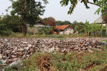 Dried coconut trash near residential areas