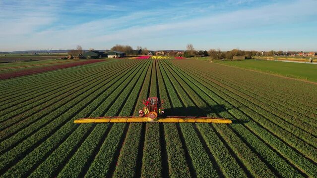 Agricultural tractor crops sprayer in a field of Tulips during springtime seen from above. Aerial view of a farmer on tractor spreading fertilizer over the tulips in flower field in The Netherlands
