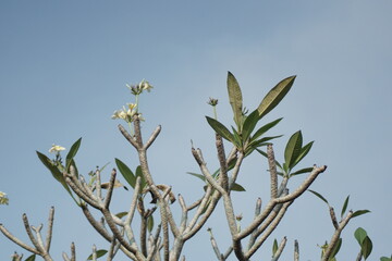 frangipani branch and blue sky