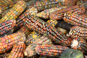 Organic corn, food background. Healthy food. Variegated corn. Sweet maize. Background. Close up. - 658101707