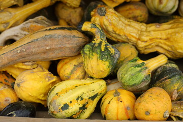 Lots of colourful striped pumpkins. Autumn fall seasonal pattern composition - 658101709