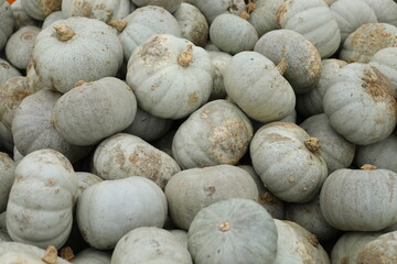 Fresh harvest of butternut squash on the ground - 658101958