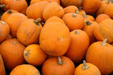 Fresh orange pumpkin on the ground - 658101979
