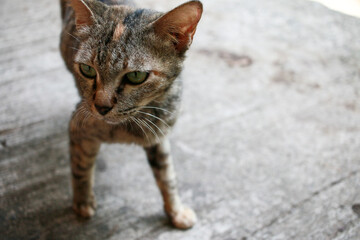 The small striped cat