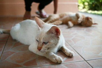 The white cat and friend