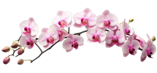 Gardinen Picture of orchids, photo, isolated on white, transparent background © steffenak
