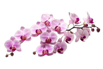Picture of orchids, photo, isolated on white, transparent background