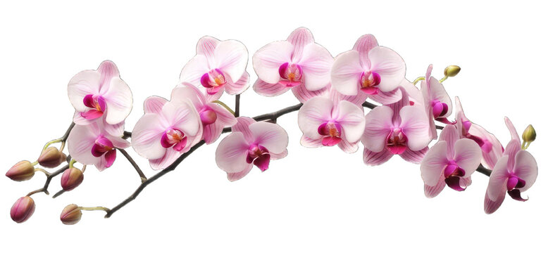 Picture of orchids, photo, isolated on white, transparent background