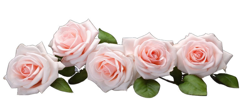 Picture of roses, photo, isolated on white, transparent background