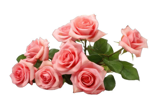Picture of roses, photo, isolated on white, transparent background