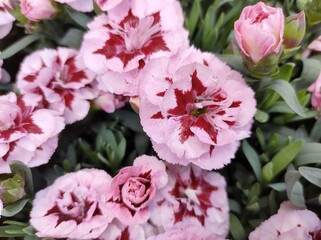 Dianthus 'Oscar Purple Star'