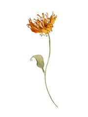 Naklejka premium Watercolor autumn dry flower. Watercolor botanical element