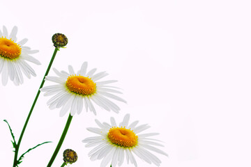 Composition of chamomile flowers isolated on white background