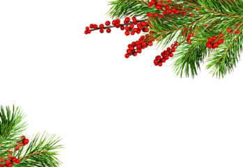 Green Christmas pine twigs and red berries of winterberry Holly in a corner arrangements isolated on white or transparent background