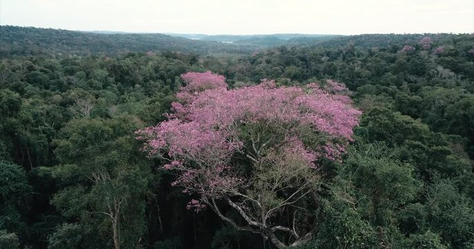 A magnificent pink Lapacho tree stands amidst the lush jungle.