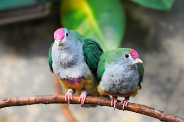Portrait of the rose-crowned fruit dove. Bird pair with colorful plumage in close-up. Treroninae.