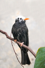 Fototapeta premium Portrait of the Red-billed Escape Bird. Hypsipetes leucocephalus.