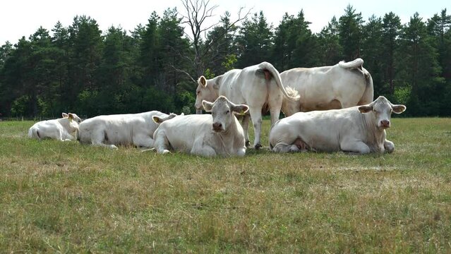 Captivating Charolais cattle grazing. Majestic French Charolais cows gracefully roaming in a picturesque meadow on a sunny day.