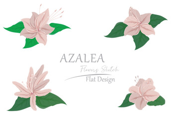 illustration of pink azalea flowers. simple flat design