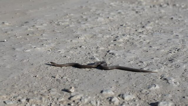 aggressive snake crawling along the sandy road. Snake in nature. Dice snake crawling on road. European viper snake