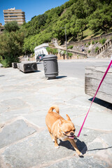 Chien en laisse