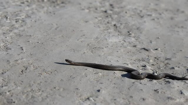aggressive snake crawling along the sandy road. Snake in nature. Dice snake crawling on road. European viper snake
