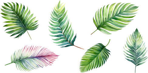 Set of watercolor palm leaves on transparent background