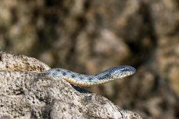 Beautiful water snake in natural habitat