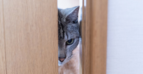扉の隙間から覗き込む猫　サバトラ猫