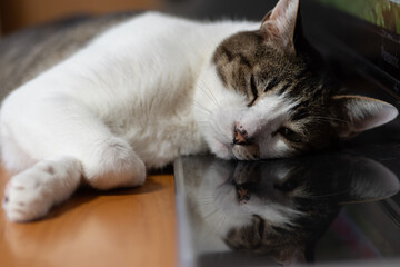 くつろぐ猫　キジトラ白